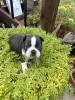 Sophia, a female Boston Terrier for sale in Fredonia, KS – 8 of 10