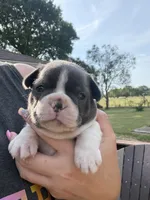 Slate, a male Boston Terrier for sale in Fredonia, KS – 2 of 8