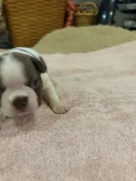 Freckles, a male Boston Terrier for sale in Fredonia, KS – 8 of 8