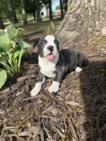 Dior, a female Boston Terrier for sale in Fredonia, KS – 7 of 8