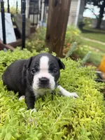 Sprinkles , a female Boston Terrier for sale in Fredonia, KS – 9 of 10