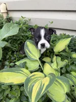 Chanel, a female Boston Terrier for sale in Fredonia, KS – 2 of 10