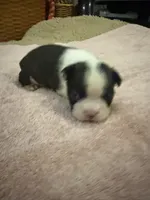 Bessie, a female Boston Terrier for sale in Fredonia, KS – 8 of 10