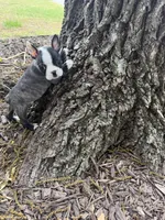 Fendi, a male Boston Terrier for sale in Fredonia, KS – 8 of 8