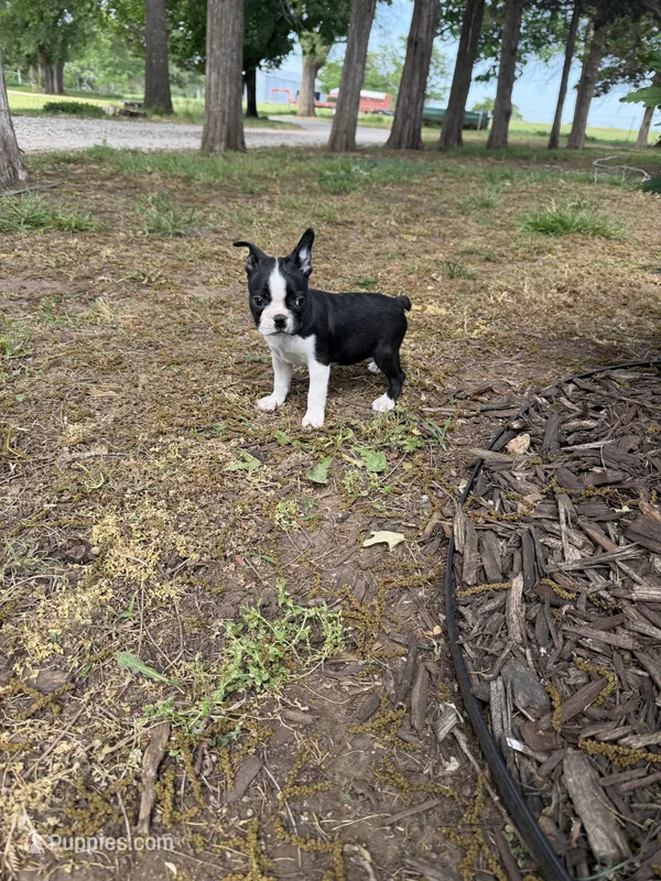 Apollo – Boston Terrier puppy on hold in Fredonia, KS