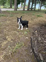 Apollo, a male Boston Terrier for sale in Fredonia, KS – 1 of 8