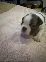 Freckles, a male Boston Terrier for sale in Fredonia, KS – 6 of 8
