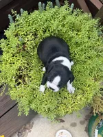 Sprinkles , a female Boston Terrier for sale in Fredonia, KS – 10 of 10