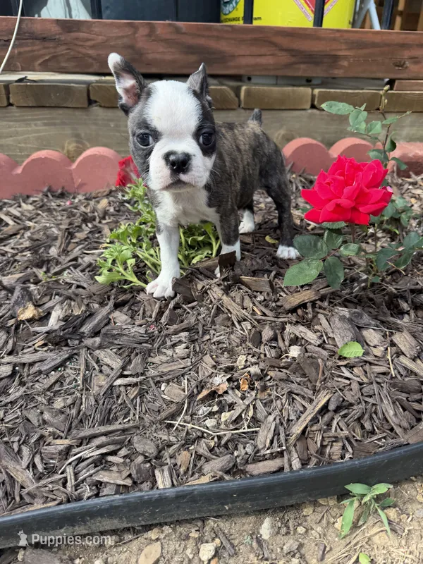 Chloe – Boston Terrier puppy for sale in Fredonia, KS