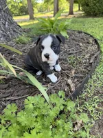 Dior, a female Boston Terrier for sale in Fredonia, KS – 7 of 7