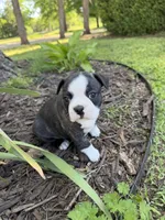 Dior, a female Boston Terrier for sale in Fredonia, KS – 6 of 7