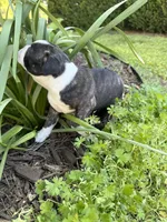 Dior, a female Boston Terrier for sale in Fredonia, KS – 5 of 7