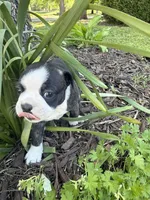 Dior, a female Boston Terrier for sale in Fredonia, KS – 3 of 7