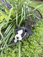 Dior, a female Boston Terrier for sale in Fredonia, KS – 2 of 7
