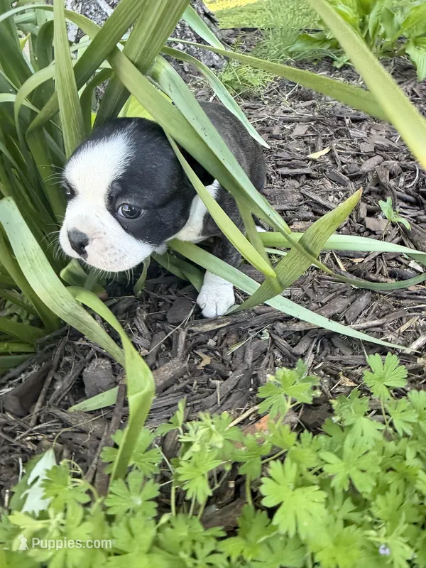 Dior – Boston Terrier puppy for sale in Fredonia, KS