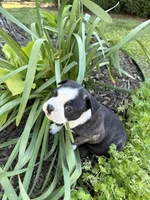 Dior, a female Boston Terrier for sale in Fredonia, KS – 4 of 7