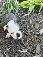Gucci, a male Boston Terrier for sale in Fredonia, KS – 5 of 7