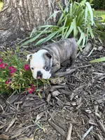 Gucci, a male Boston Terrier for sale in Fredonia, KS – 6 of 7