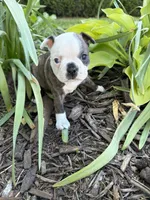 Gucci, a male Boston Terrier for sale in Fredonia, KS – 2 of 7