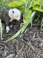 Gucci, a male Boston Terrier for sale in Fredonia, KS – 7 of 7