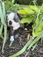 Gucci, a male Boston Terrier for sale in Fredonia, KS – 4 of 7