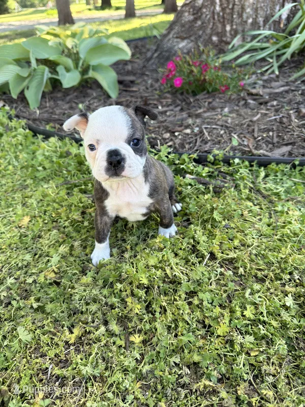 Gucci – Boston Terrier puppy for sale in Fredonia, KS