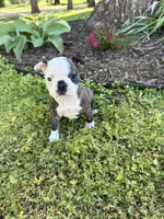 Gucci, a male Boston Terrier for sale in Fredonia, KS – 1 of 7
