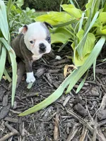 Gucci, a male Boston Terrier for sale in Fredonia, KS – 3 of 7