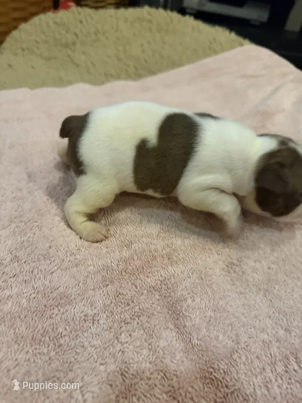 Freckles – Boston Terrier puppy for sale in Fredonia, KS