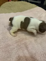 Freckles, a male Boston Terrier for sale in Fredonia, KS – 1 of 8