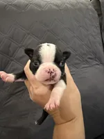 Chip, a male Boston Terrier for sale in Fredonia, KS – 5 of 9