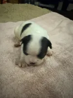 Dotty, a female Boston Terrier for sale in Fredonia, KS – 6 of 8