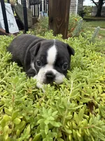 Sophia, a female Boston Terrier for sale in Fredonia, KS – 3 of 10