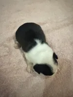 Bandit, a male Boston Terrier for sale in Fredonia, KS – 5 of 7