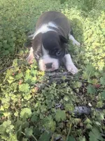 Maizie, a female Boston Terrier for sale in Fredonia, KS – Photo 6 of 9