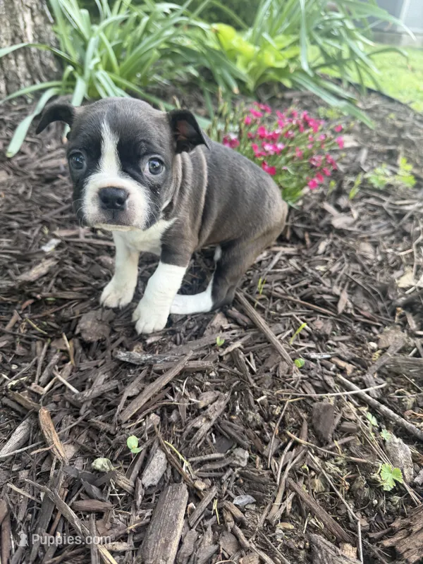 Maizie – Boston Terrier puppy on hold in Fredonia, KS