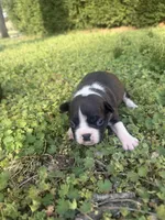 Maizie, a female Boston Terrier for sale in Fredonia, KS – Photo 8 of 9