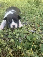 Maizie, a female Boston Terrier for sale in Fredonia, KS – Photo 5 of 9