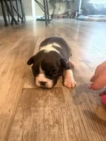 Maizie, a female Boston Terrier for sale in Fredonia, KS – Photo 3 of 9