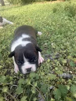 Maizie, a female Boston Terrier for sale in Fredonia, KS – Photo 7 of 9
