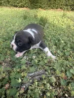 Maizie, a female Boston Terrier for sale in Fredonia, KS – Photo 4 of 9