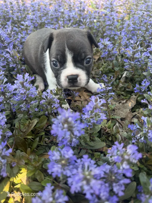 Maizie – Boston Terrier puppy for sale in Fredonia, KS