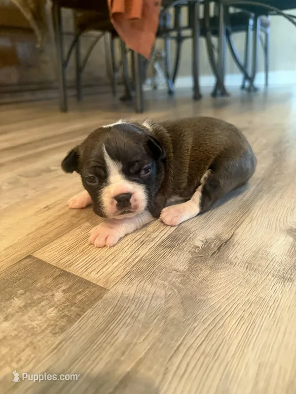 Maizie – Boston Terrier puppy for sale in Fredonia, KS
