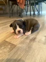 Maizie, a female Boston Terrier for sale in Fredonia, KS – Photo 1 of 9