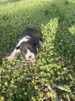 Maizie, a female Boston Terrier for sale in Fredonia, KS – Photo 9 of 9