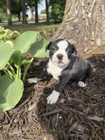 Dior, a female Boston Terrier for sale in Fredonia, KS – 4 of 8