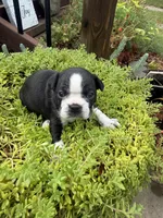 Sprinkles , a female Boston Terrier for sale in Fredonia, KS – 4 of 10