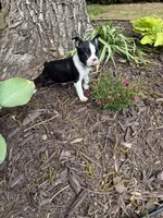 Apollo, a male Boston Terrier for sale in Fredonia, KS – 2 of 8