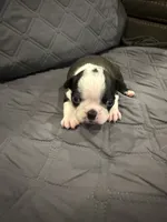 Cookie, a female Boston Terrier for sale in Fredonia, KS – 2 of 8