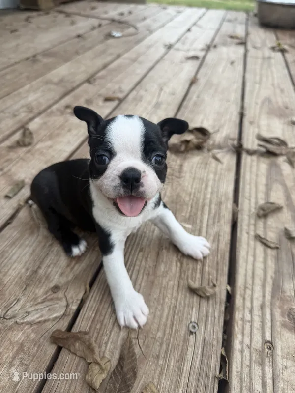Cookie – Boston Terrier puppy for sale in Fredonia, KS